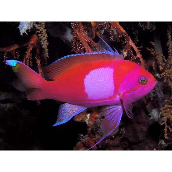 SQUARE ANTHIAS