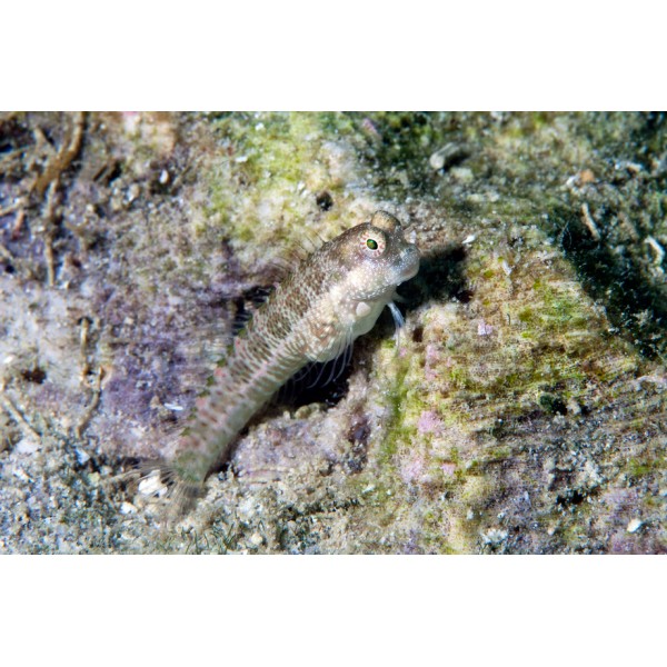 FINE SPOT BLENNY