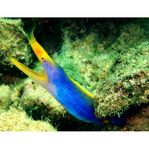 BLUE RIBBON EEL