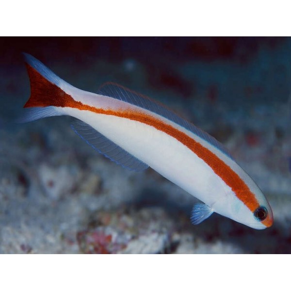 SKUNK TILE FISH GOBY