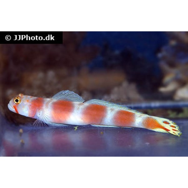 PINK BAR GOBY