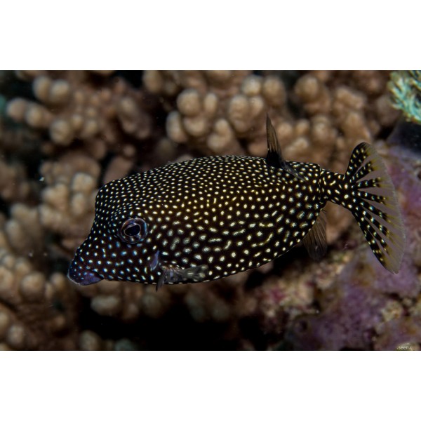 SPOTED BOX FISH