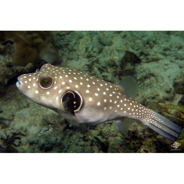 WHITE SPOTTED PUFFER