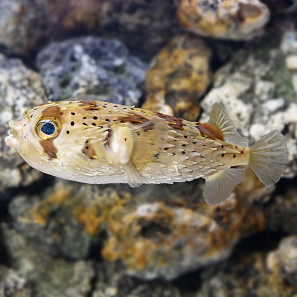 PORCUPINE SPINY PUFFER