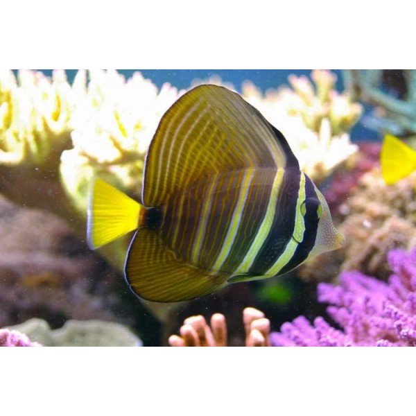 SAILFIN TANG