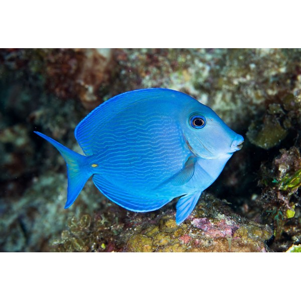 ATLANTIC BLUE TANG ( S SIZE )