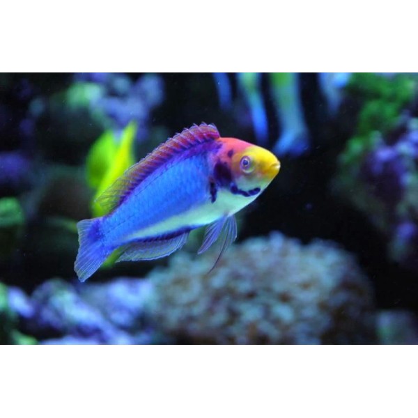 BLACK-GILL/SOLAR FAIR WRASSE