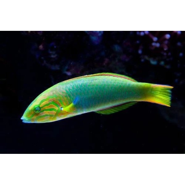 BANANA WRASSE (MALE)