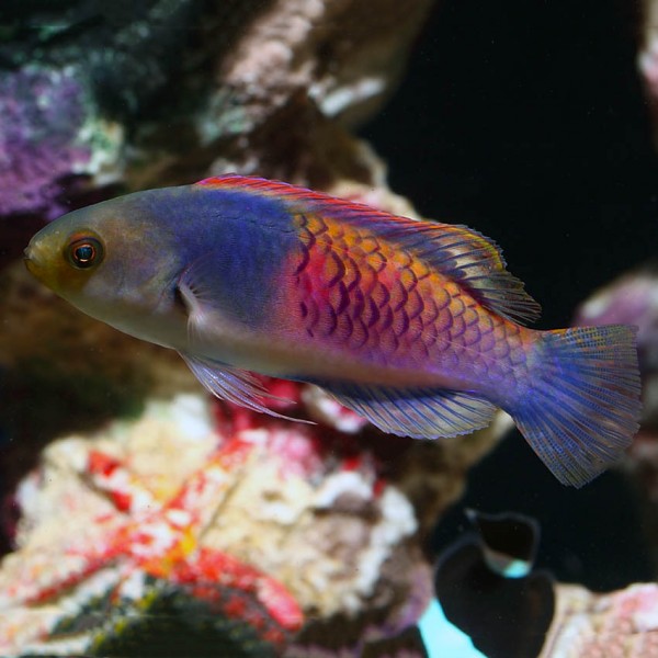 BLUE SIDED FAIRY WRASSE