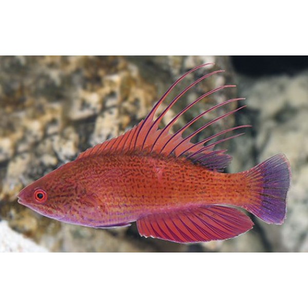 LINE-SPOT FLASHER WRASSE