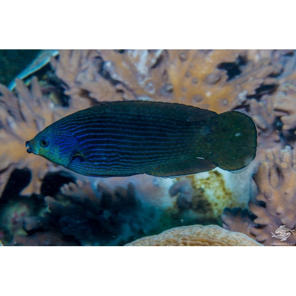 TUBELIP WRASSE