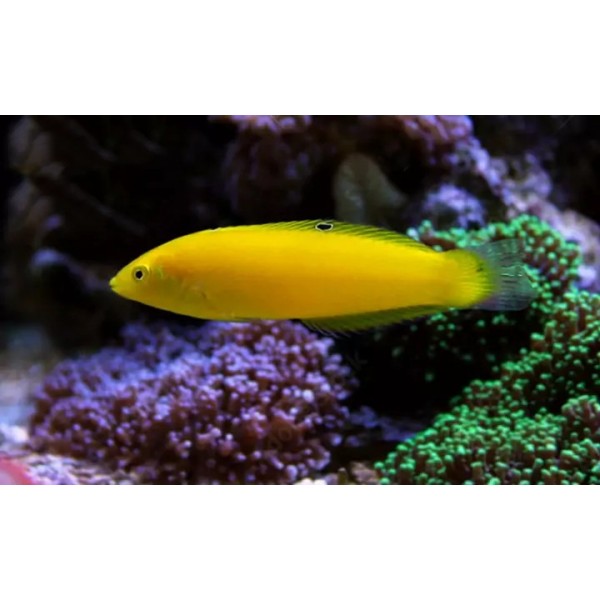 YELLOW WRASSE