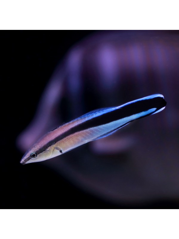 CLEANER WRASSE