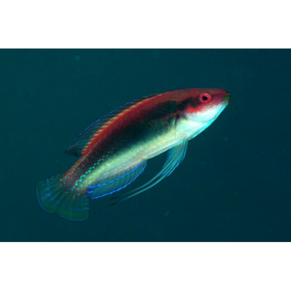 TEMMINCK"S WRASSE
