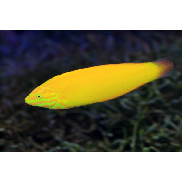 BANANA WRASSE (FEMALE)