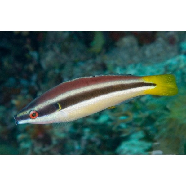 YELLOW TAIL CLEANER WRASSE