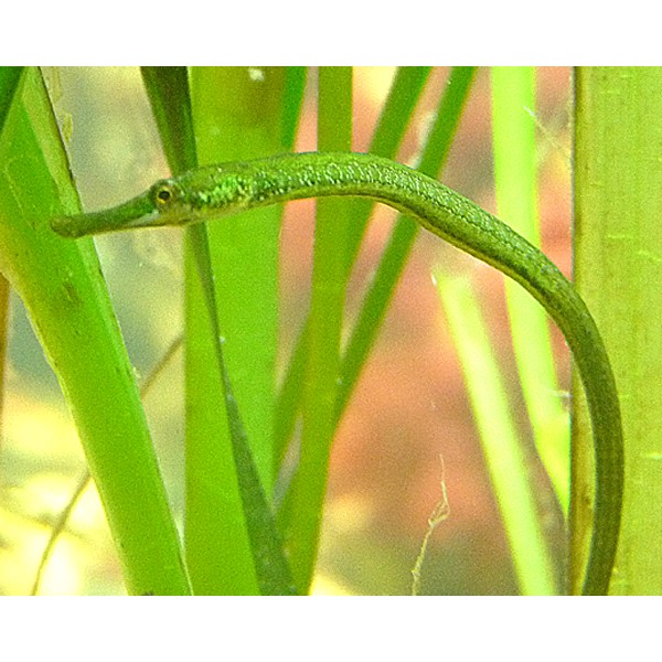 Green Pipefish