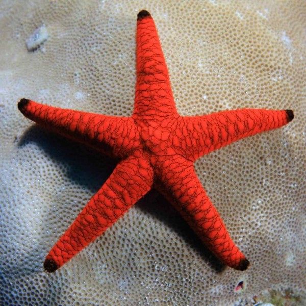 Black Tip Star Fish
