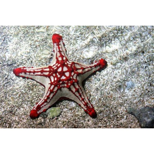 RED KNOH STAR FISH