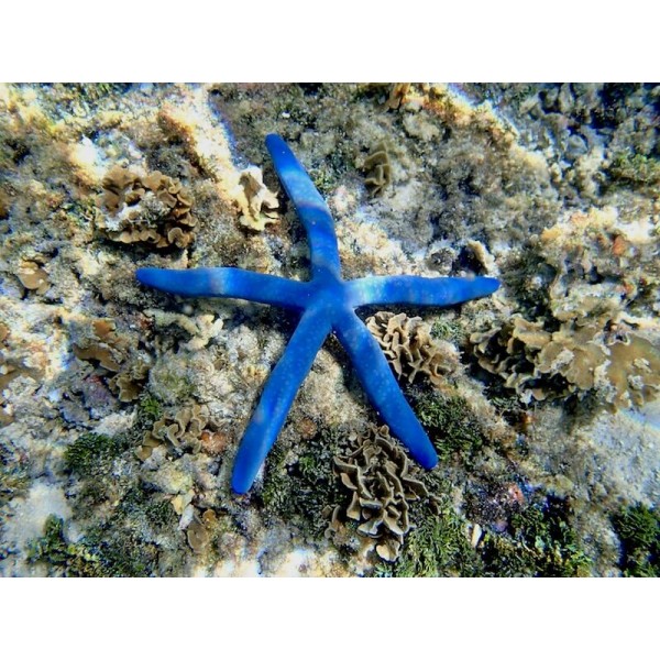 BLUE STAR FISH