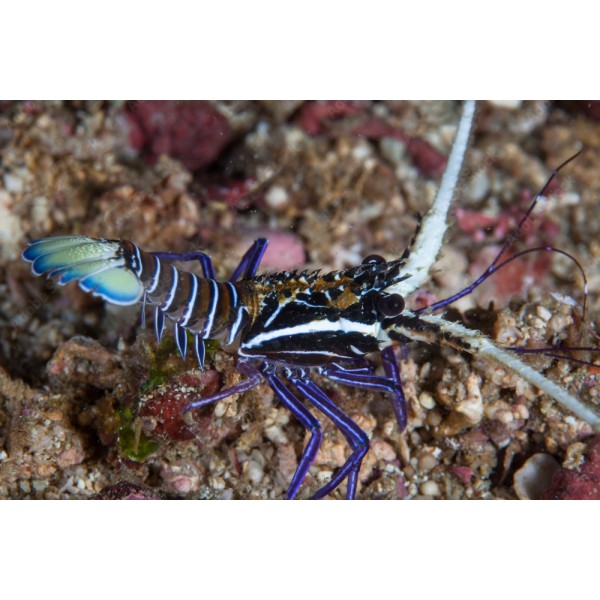 BLUE SPINY LOBSTER