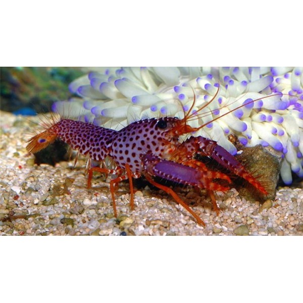 PURPLE REEF LOSTER