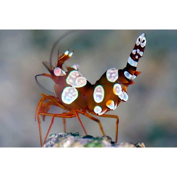 SEXY SHRIMP