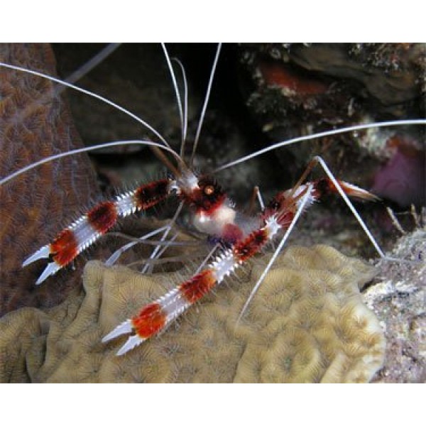 BANDED SHRIMP