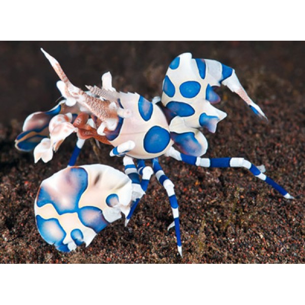 HARLEQUIN SHRIMP