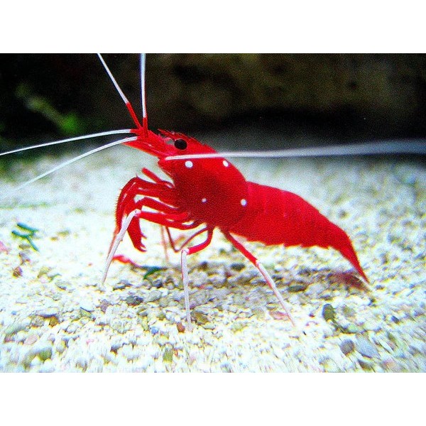 FIRE SHRIMP