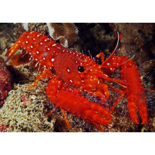 RED REEF LOBSTER