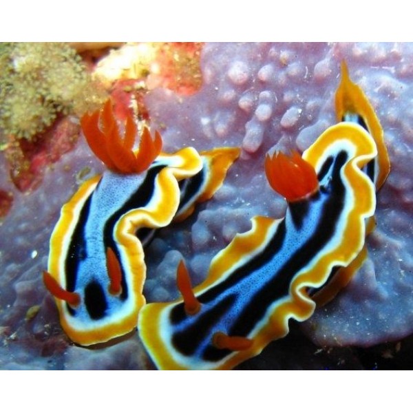 ASSORTED COLORD NUDIBRANCH