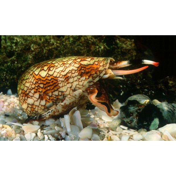 CONE SNAIL