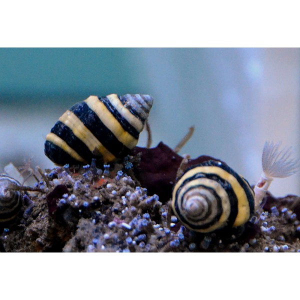 BUMBLEBEE SNAIL