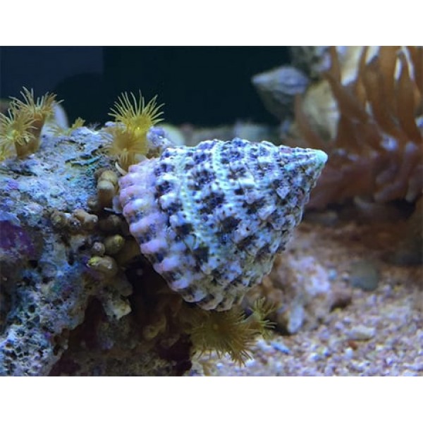TURBO SNAIL