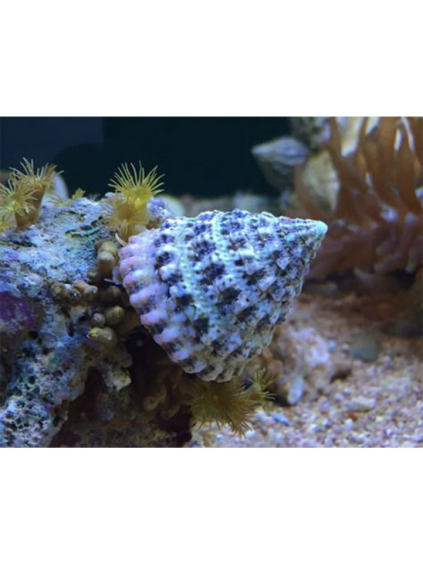 TURBO SNAIL