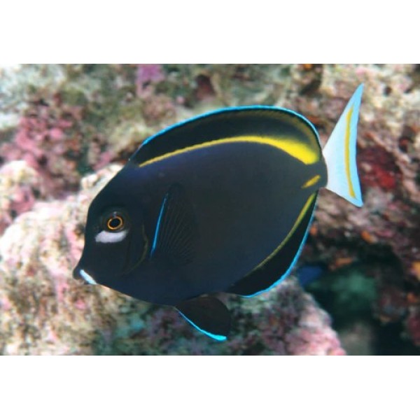 POWDER BLACK TANG