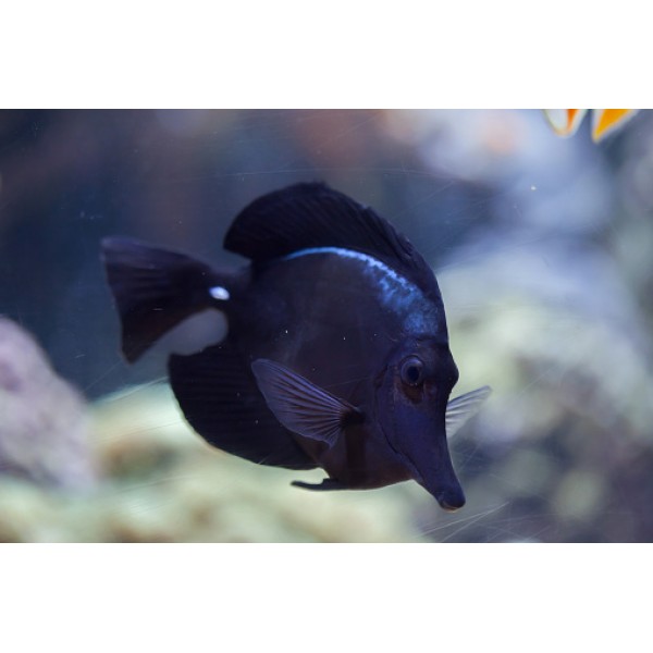 BLACK TANG