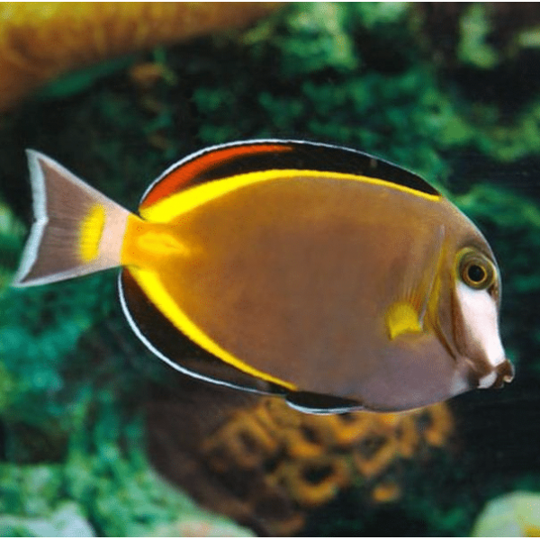 POWDER BROWN TANG