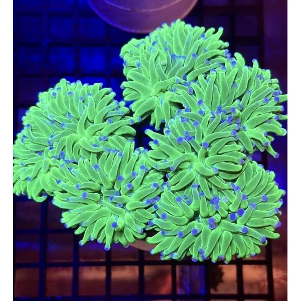 GREEN TORCH CORAL 