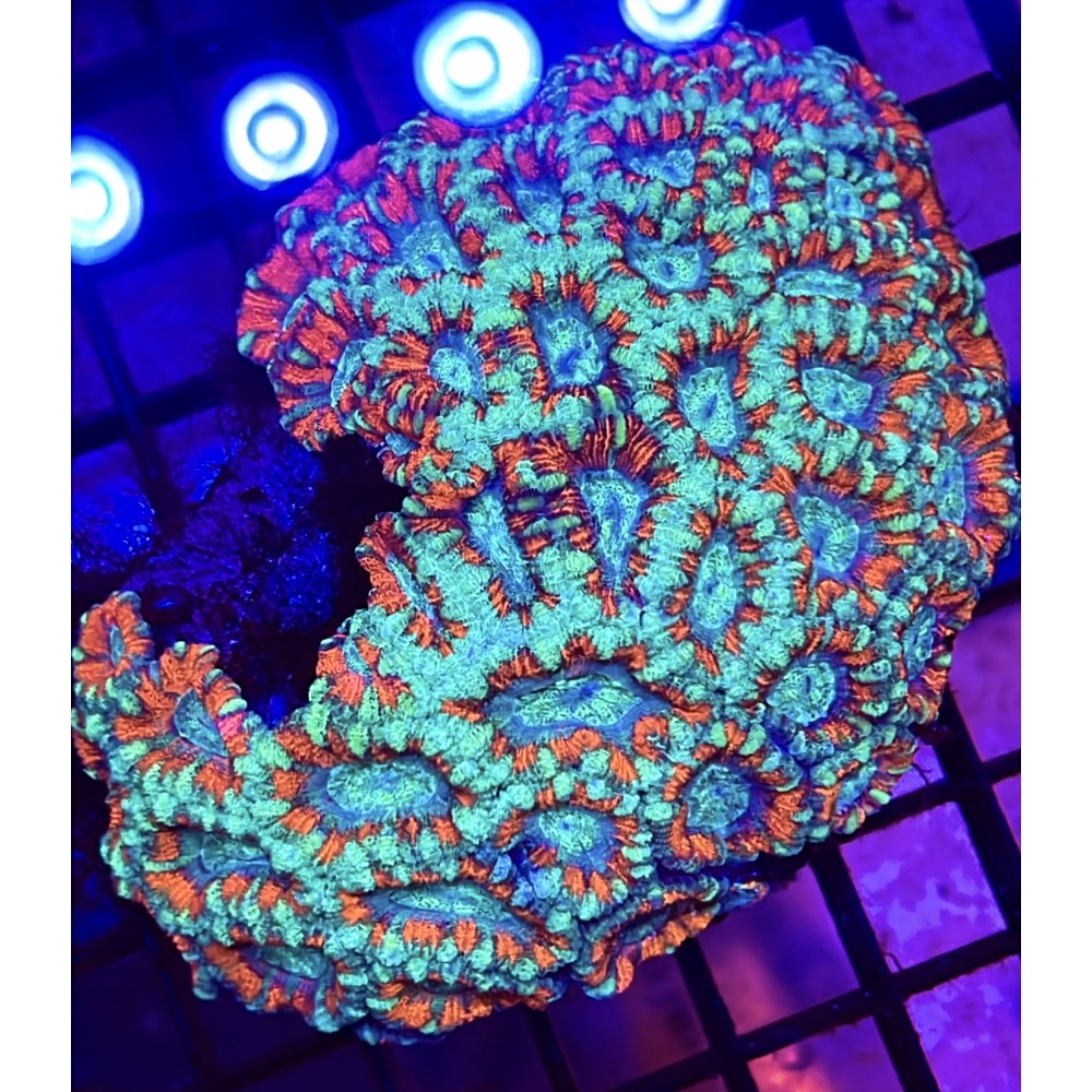 RED ACAN CORAL