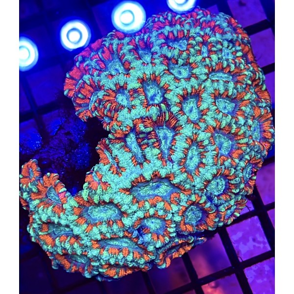 RED ACAN CORAL