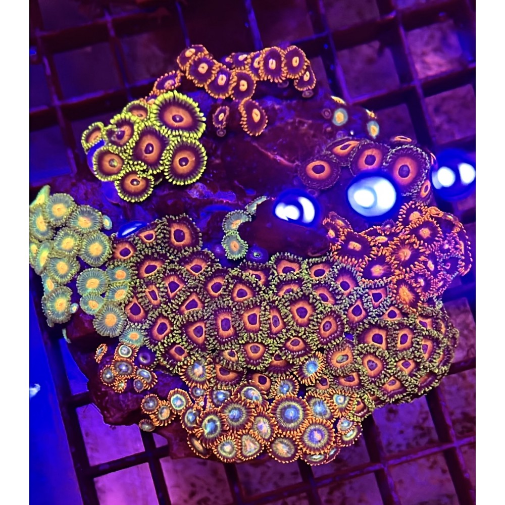 MIX ZOAS CORAL