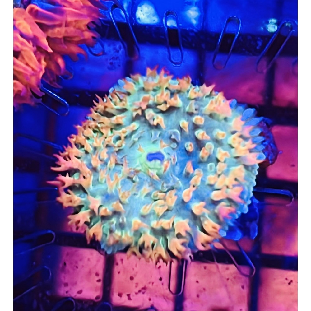 THOMAS MUSHROOM