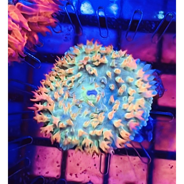 THOMAS MUSHROOM