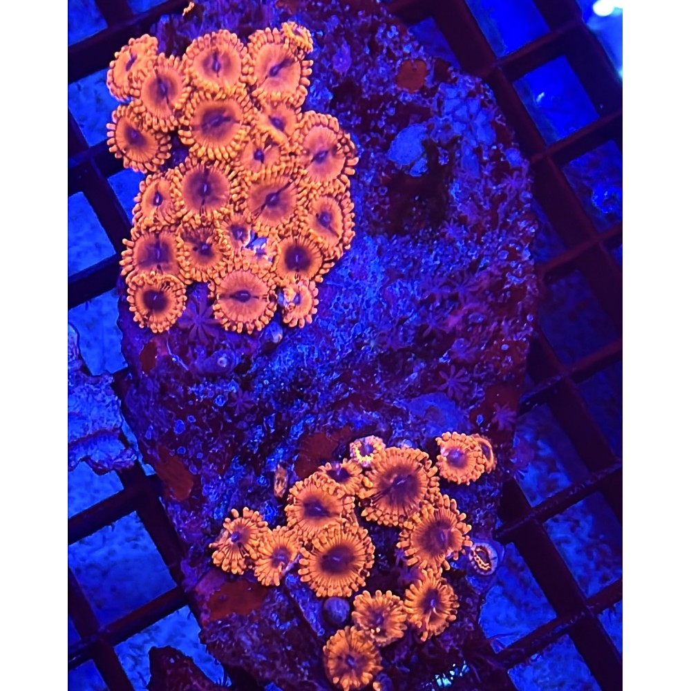 RED ZOAS CORAL