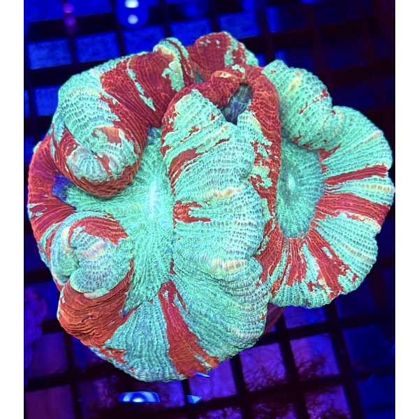 RED OPEN BRAIN CORAL