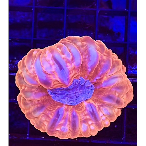 RED CYNARINA CORAL