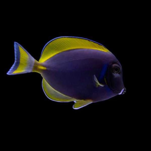 HYBRID POWDER BLUE TANG 