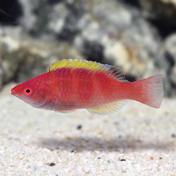 YELLOW FINNED FAIRY WRASSE